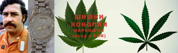 прущие грибы Абаза